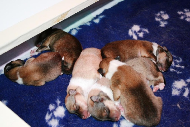 Chiot Colley à poil long Zen de Creve-Coeur
