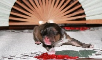 INOUK ZEN DE CREVECOEUR 